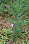 Balkan catchfly